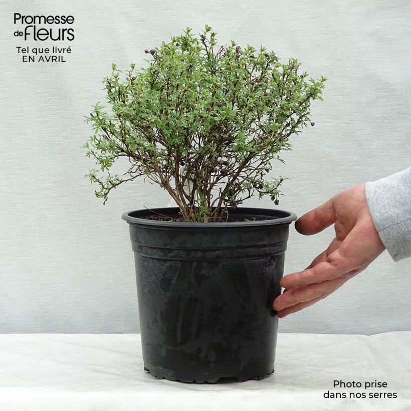 Example of Potentilla fruticosa Bellissima - Potentille arbustive Pot de 2L/3L as you get in printemps
