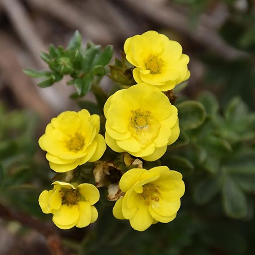 Potentilla fruticosa Citrus Tart- Potentille arbustive (Flowering)