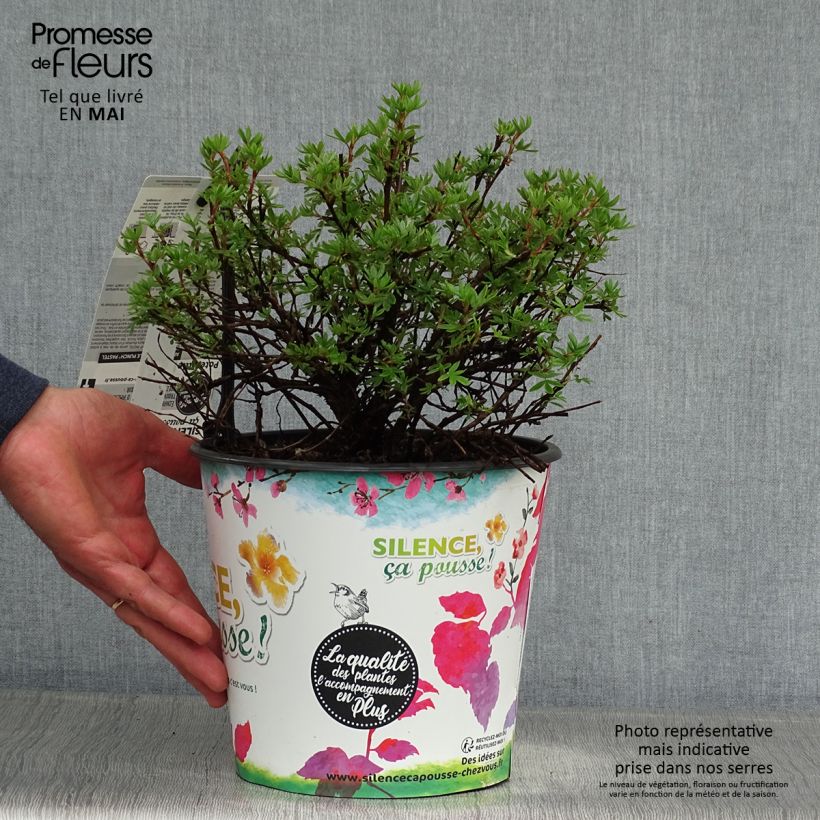 Example of Potentilla fruticosa Double Punch Pastel - Potentille arbustive Pot de 3L/4L as you get in printemps