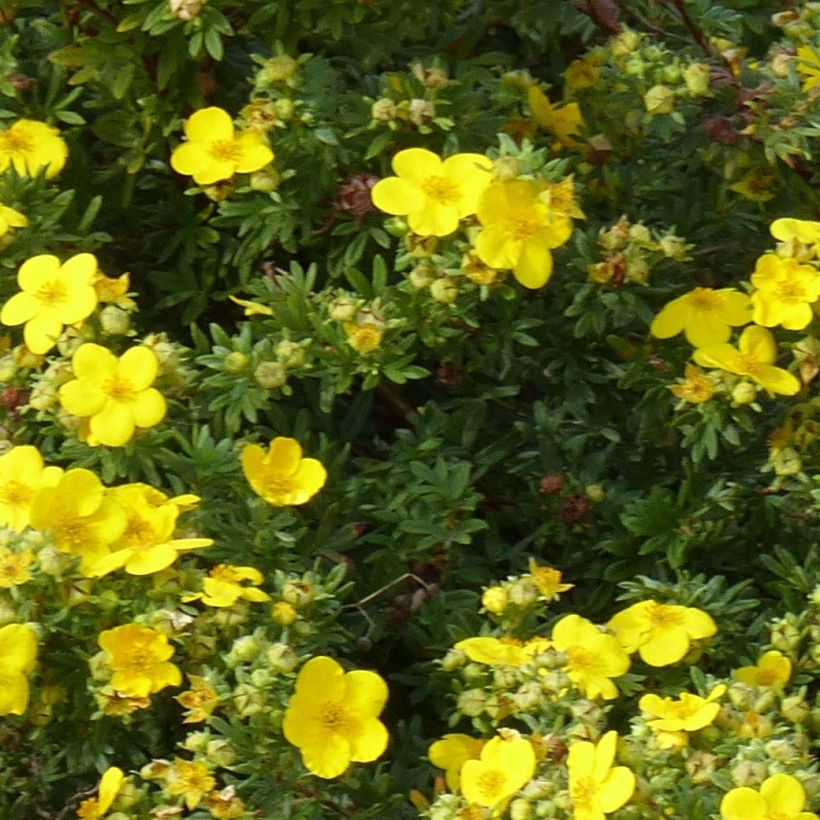 Potentilla fruticosa Goldfinger - Potentille arbustive  (Foliage)
