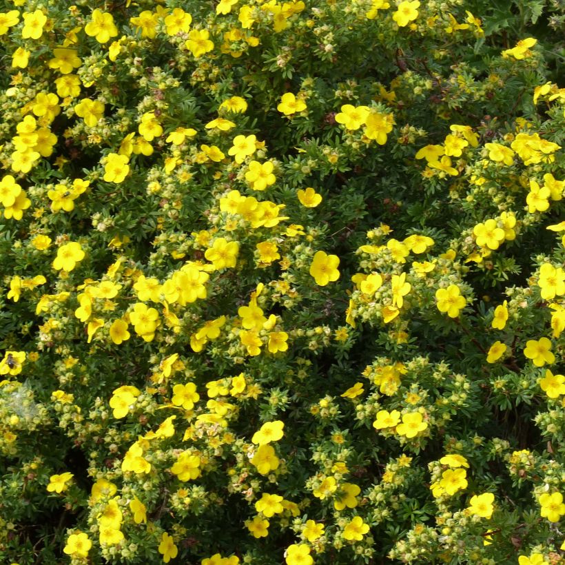 Potentilla fruticosa Goldfinger - Potentille arbustive  (Flowering)