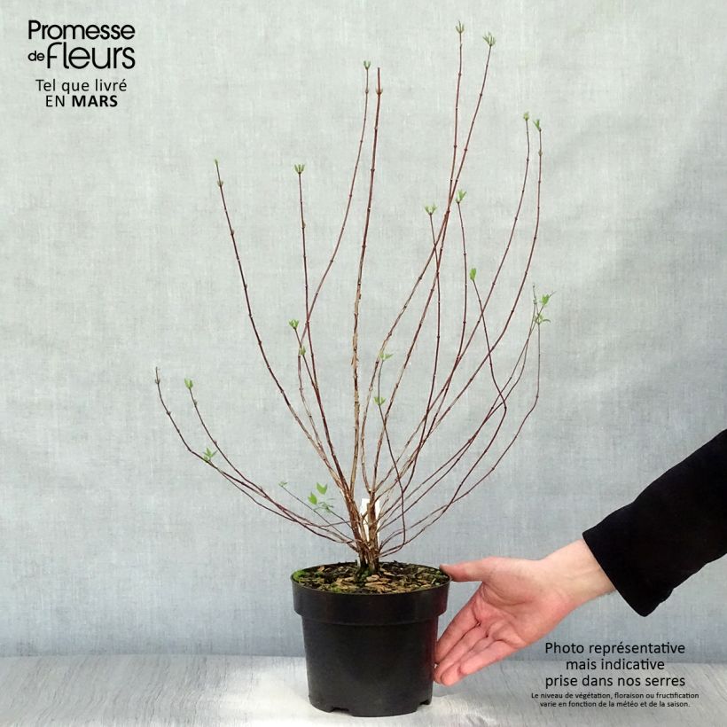 Example of Potentilla fruticosa Goldfinger - Potentille arbustive  Pot de 3L/4L as you get in printemps