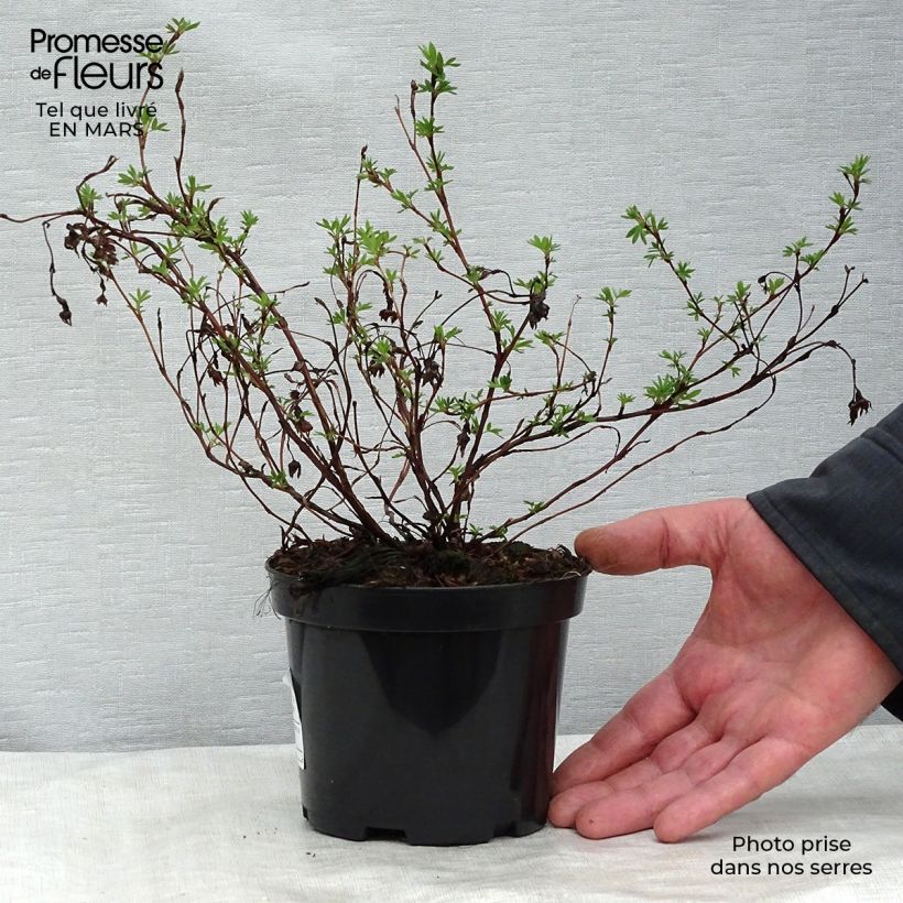 Example of Potentilla fruticosa Goldfinger - Potentille arbustive  Pot de 1L/1,5L as you get in printemps