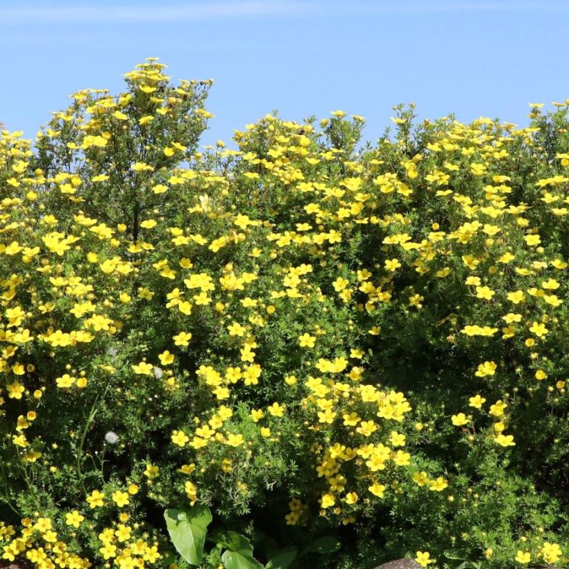 Potentilla fruticosa Goldteppich - Potentille arbustive  (Plant habit)
