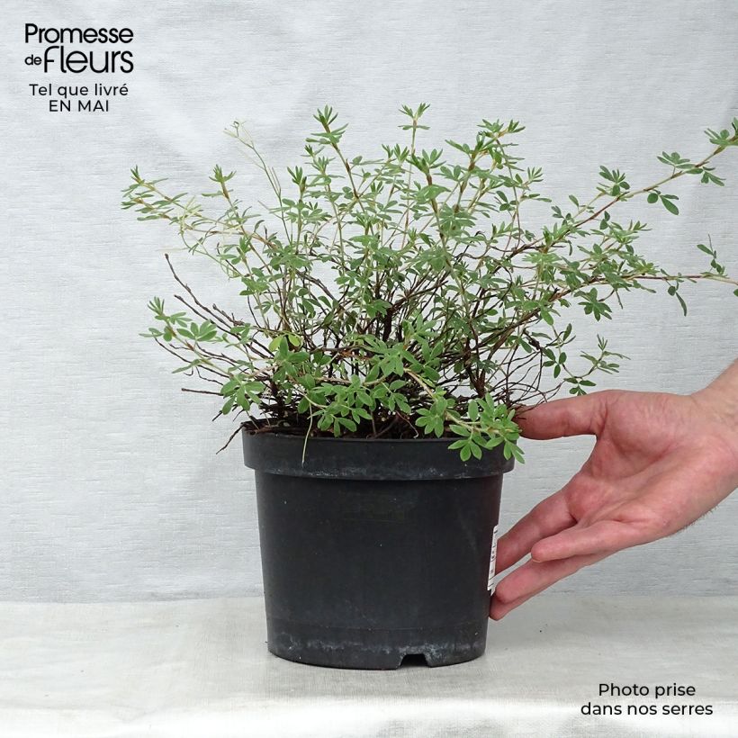 Example of Potentilla fruticosa Goldteppich - Potentille arbustive  Pot de 1,5L/2L as you get in printemps
