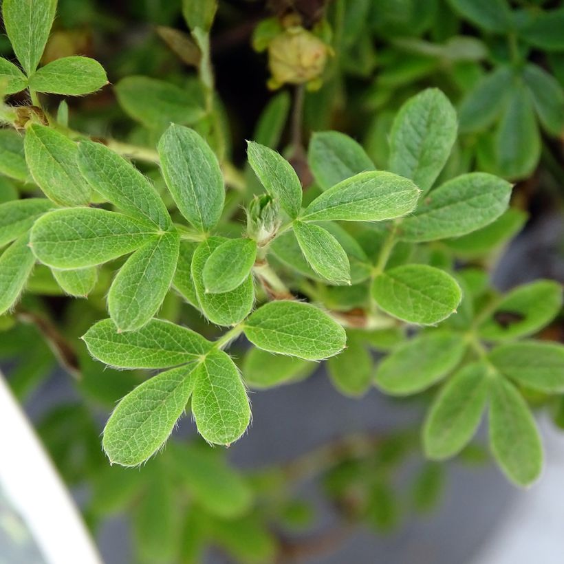 Potentilla fruticosa Lemon Meringue- Potentille arbustive (Foliage)