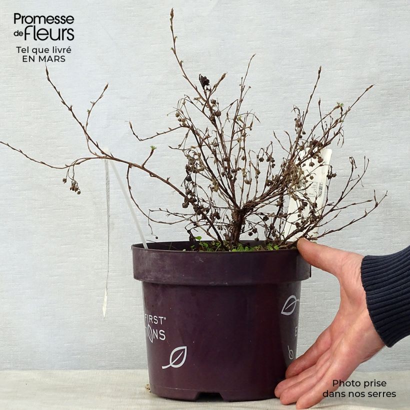 Example of Potentilla fruticosa Lemon Meringue- Potentille arbustive Pot de 2L/3L as you get in printemps
