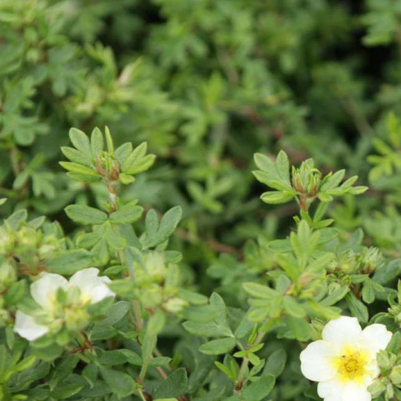 Potentilla fruticosa Limelight- Potentille arbustive (Foliage)