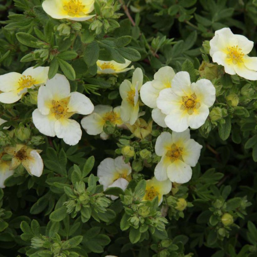 Potentilla fruticosa Limelight- Potentille arbustive (Flowering)