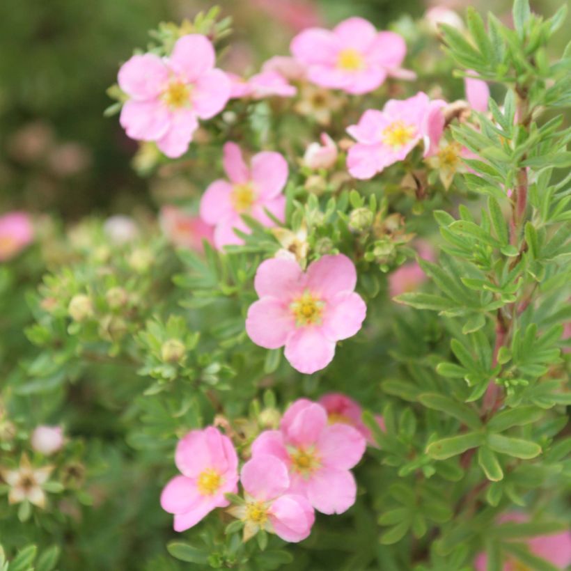 Potentilla fruticosa Lovely Pink- Potentille arbustive (Flowering)