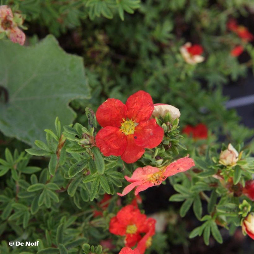 Potentilla fruticosa Marian Red Robin - Potentille arbustive (Flowering)