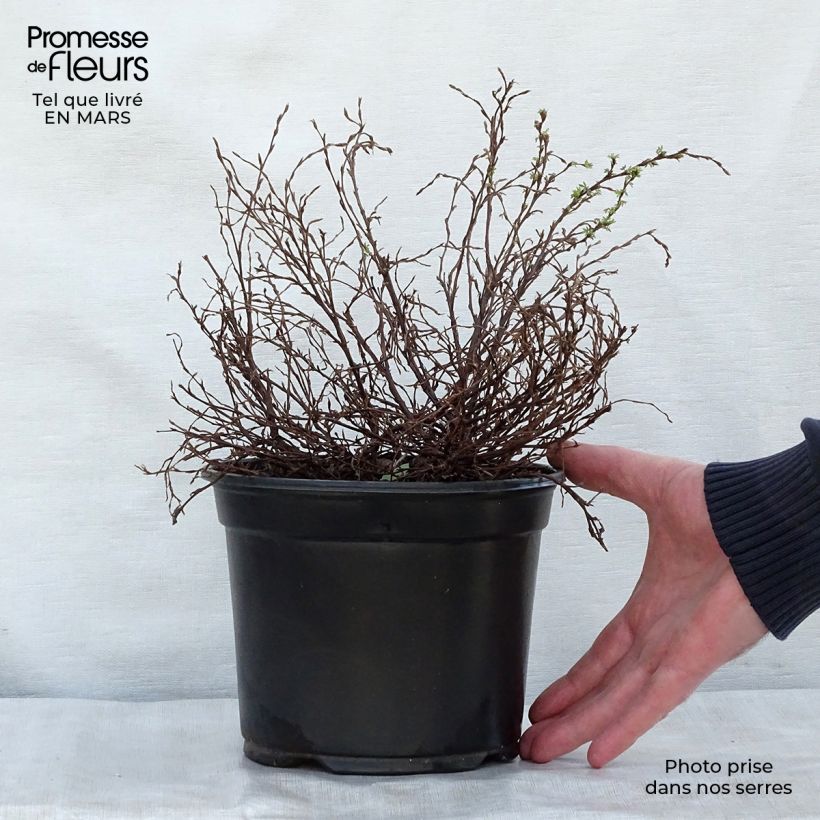 Example of Potentilla fruticosa Marian Red Robin - Potentille arbustive Pot de 1L/1,5L as you get in printemps