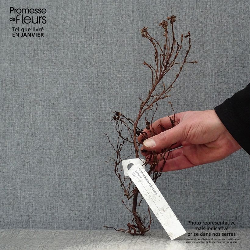 Example of Potentilla fruticosa Marian Red Robin - Potentille arbustive Racines nues as you get in hiver