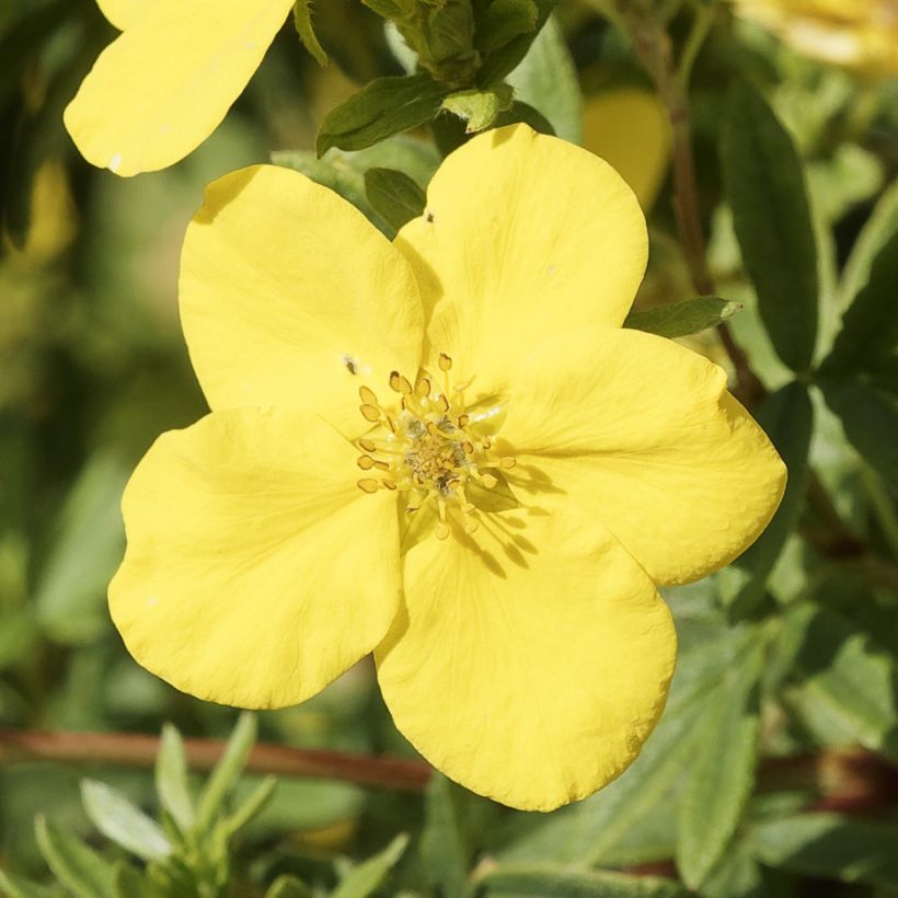 Potentilla fruticosa Medicine Wheel Mountain - Potentille arbustive (Flowering)