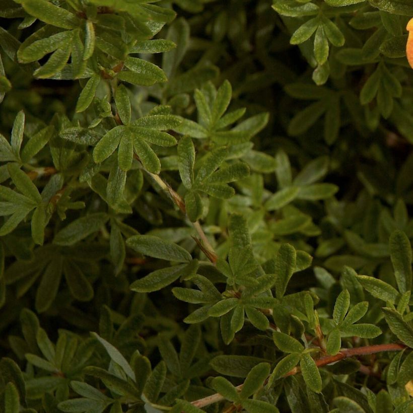 Potentilla fruticosa Red Ace - Potentille arbustive (Foliage)