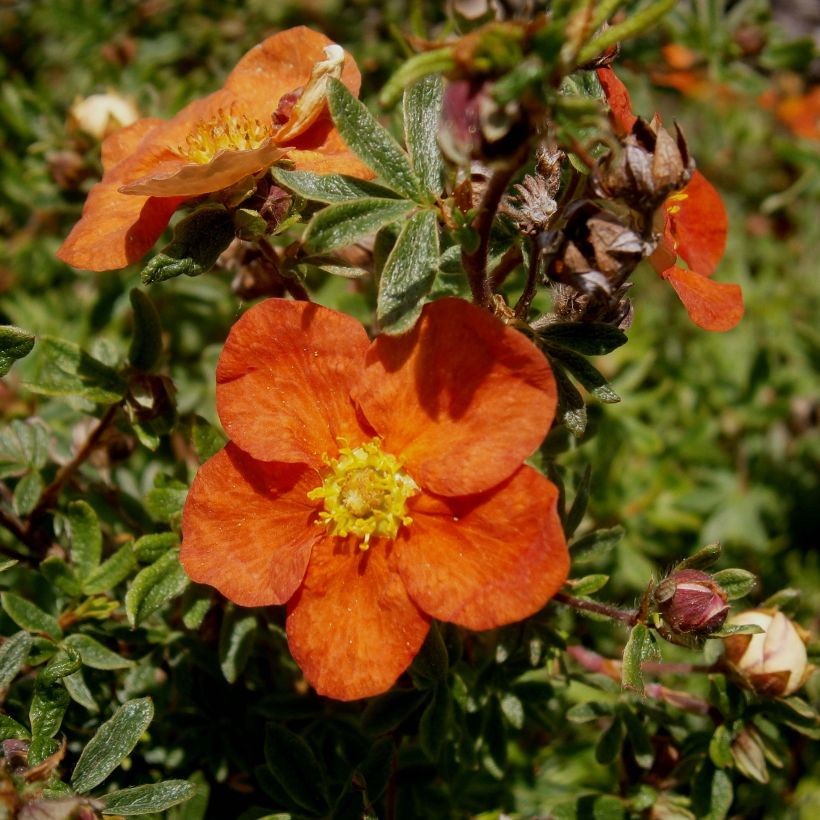 Potentilla fruticosa Red Ace - Potentille arbustive (Flowering)