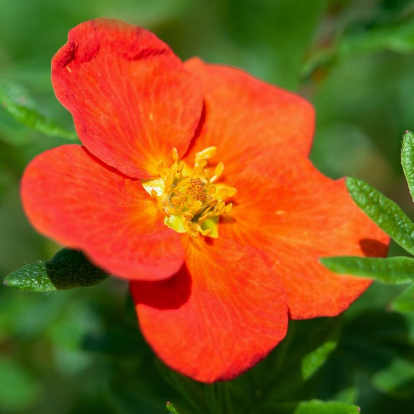 Potentille arbustive - Potentilla fruticosa Red Joker (Flowering)