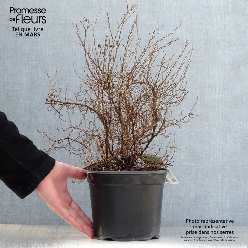 Example of Potentilla fruticosa Tangerine - Potentille arbustive  Pot de 2L/3L as you get in printemps