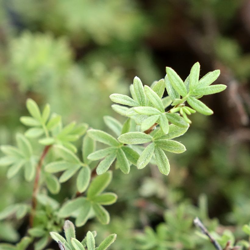 Potentilla fruticosa Tangerine - Potentille arbustive  (Foliage)