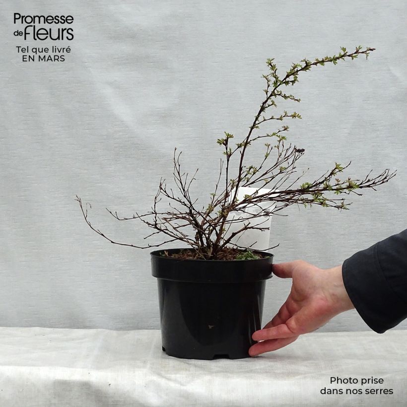 Example of Potentilla fruticosa White Lady - Potentille arbustive Pot de 3L/4L as you get in printemps