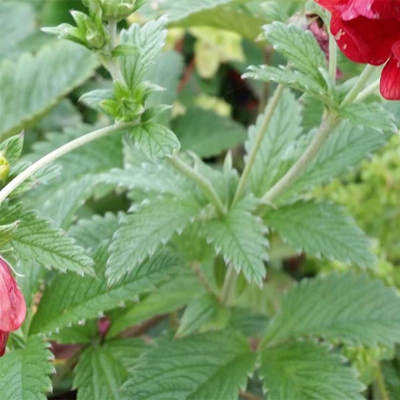 Potentilla Arc en Ciel - Potentille vivace (Foliage)