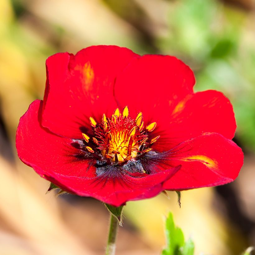 Potentilla hybride Flamenco - Potentille vivace rouge-orangé (Floraison)