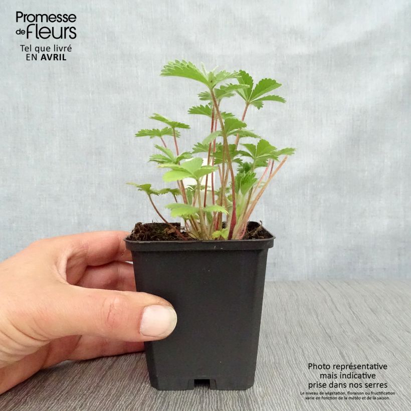 Example of Potentilla nepalensis Miss Willmott - Potentille vivace du Népal Godet de 8/9 cm as you get in printemps