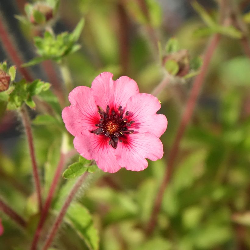 Potentilla nepalensis Miss Willmott - Potentille vivace du Népal (Flowering)