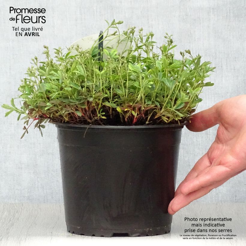 Spécimen de Potentilla tridentata Nuuk - Potentille vivace Pot de 1,5L/2L tel que livré au printemps