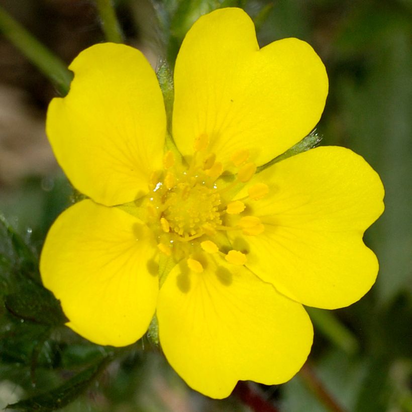 Potentilla verna - Potentille de printemps (Flowering)