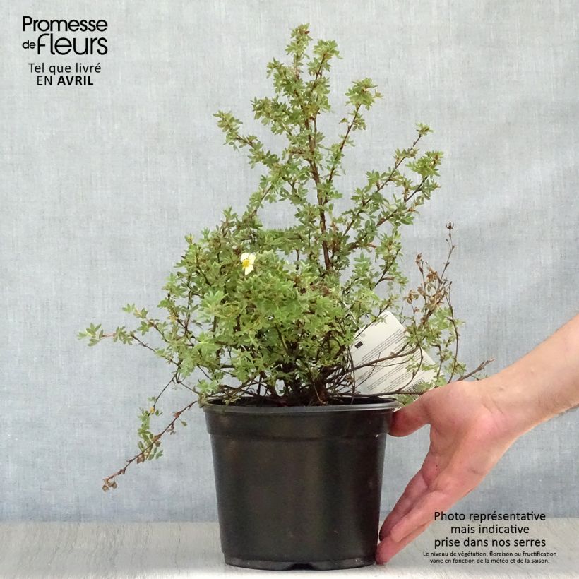 Example of Potentilla fruticosa Primrose Beauty - Potentille arbustive Pot de 2L/3L as you get in printemps