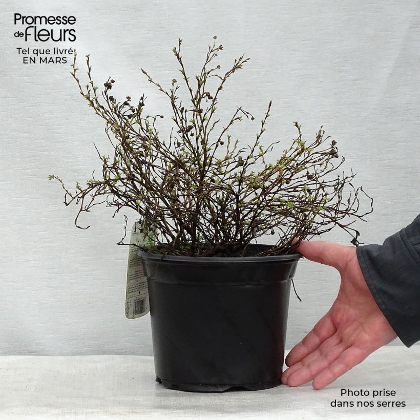 Example of Potentilla fruticosa Princess Pink Queen - Potentille arbustive Pot de 2L/3L as you get in printemps