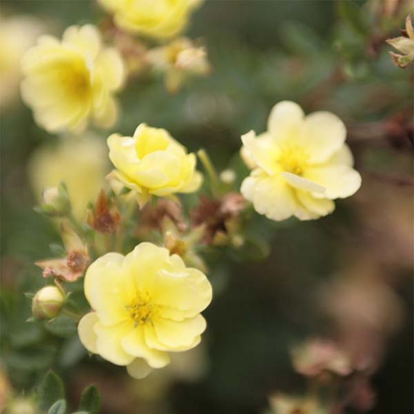 Potentilla fruticosa Lemon Meringue- Potentille arbustive (Flowering)