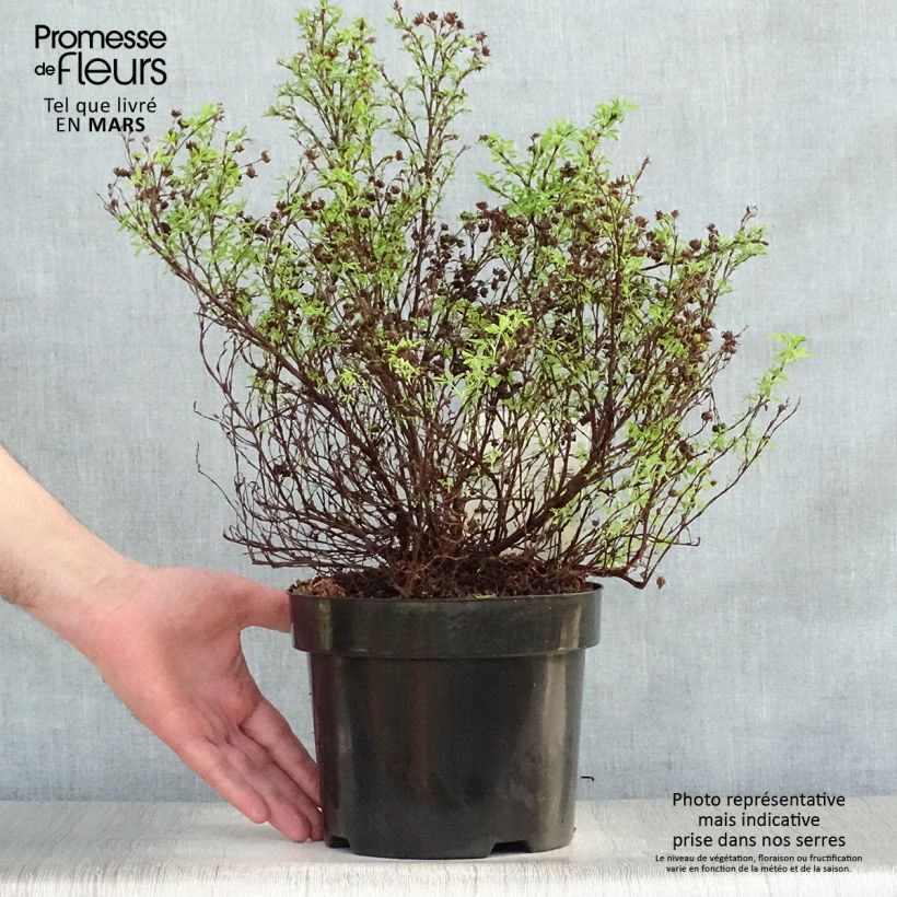 Example of Potentille arbustive Bella Sol - Potentilla fruticosa Pot de 2L/3L as you get in printemps