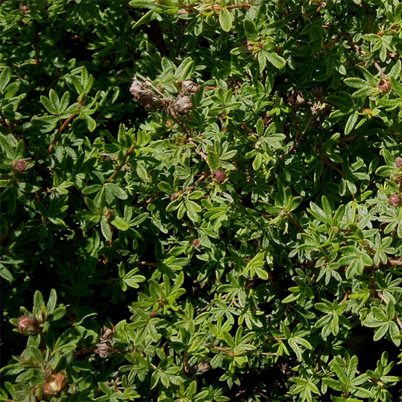 Potentille arbustive Hopley's Orange (Foliage)