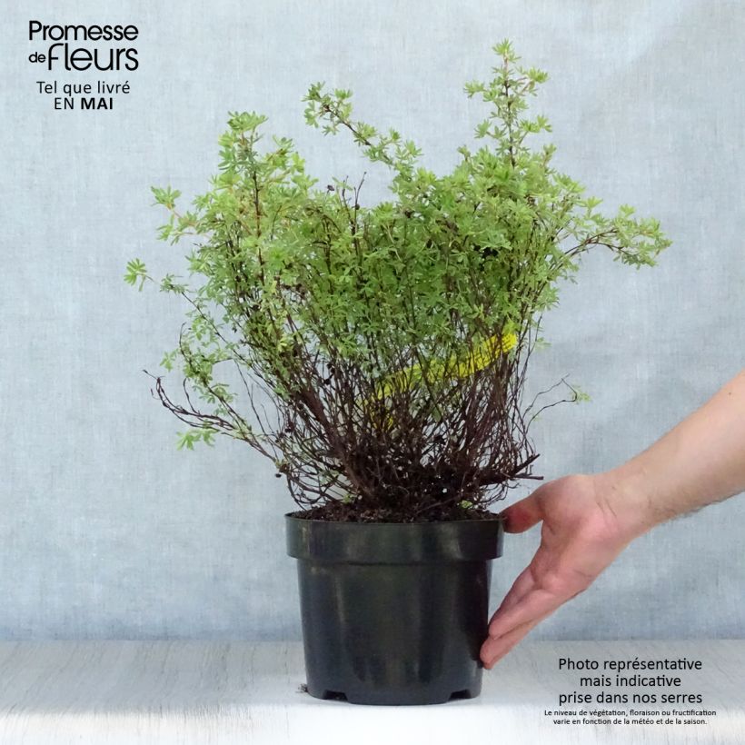 Example of Potentille arbustive Hopley's Orange Pot de 3L/4L as you get in printemps