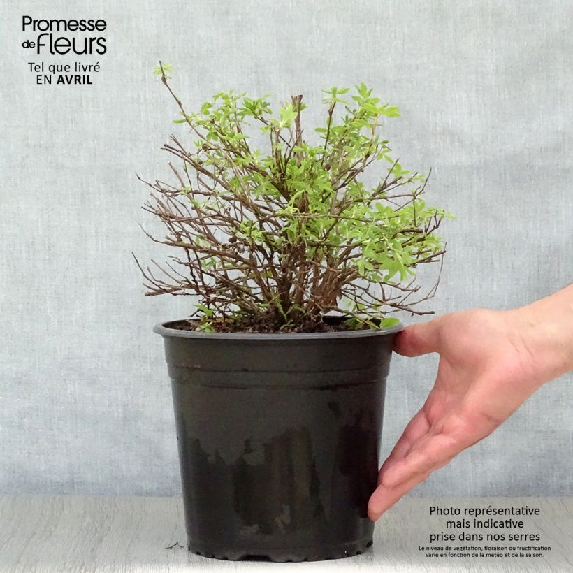 Example of Potentille arbustive - Potentilla fruticosa Double Punch Cream Pot de 3L/4L as you get in printemps