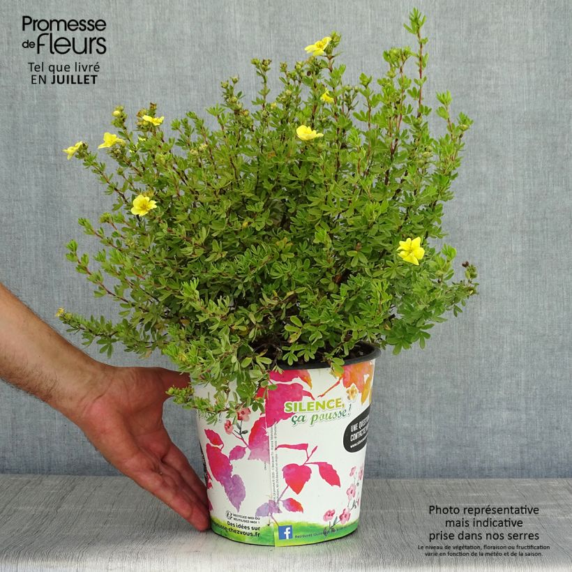 Spécimen de Potentille arbustive - Potentilla fruticosa Double Punch Gold Pot de 2L/3L tel que livré en été