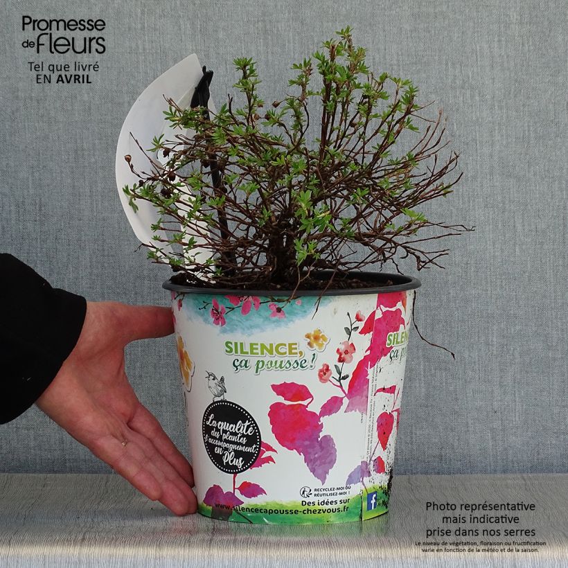 Example of Potentille arbustive - Potentilla fruticosa Double Punch Gold Pot de 2L/3L as you get in printemps