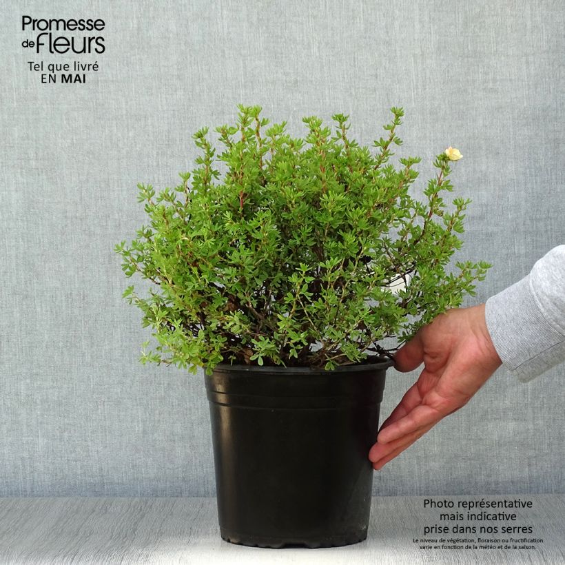Example of Potentille arbustive - Potentilla fruticosa Double Punch Peach Pot de 3L/4L as you get in printemps