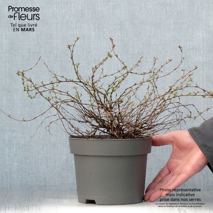 Example of Potentille arbustive - Potentilla fruticosa Elisabeth Pot de 2L/3L as you get in printemps