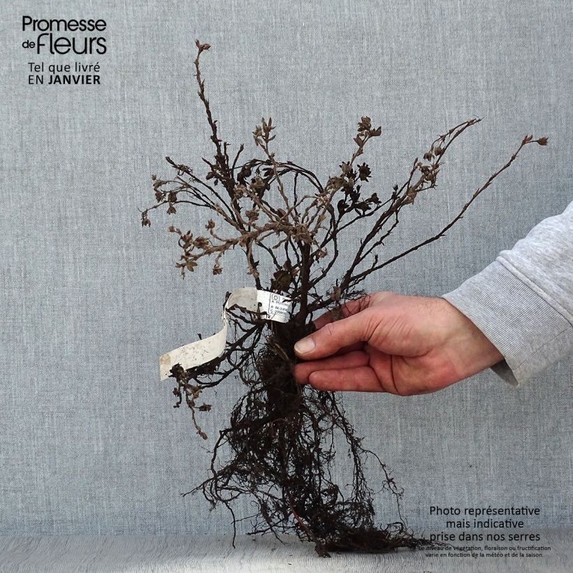 Example of Potentille arbustive - Potentilla fruticosa Elisabeth Racines nues, Buisson, Ramifié as you get in hiver