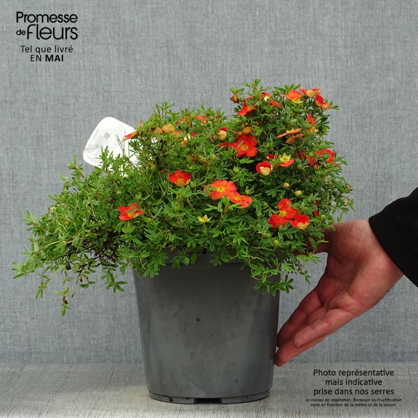 Example of Potentille arbustive - Potentilla fruticosa Red Joker Pot de 3L/4L as you get in printemps