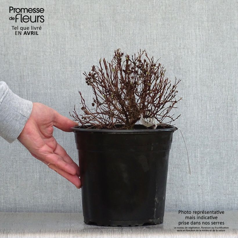 Spécimen de Potentille arbustive - Potentilla fruticosa Red'issima Pot de 4L/5L tel que livré au printemps