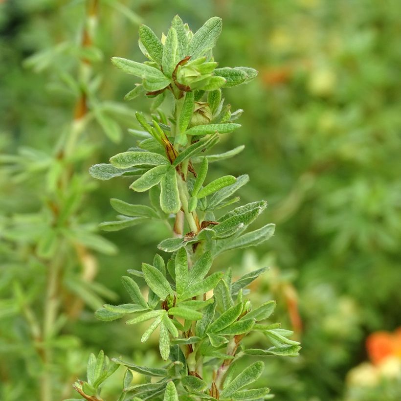 Potentilla fruticosa Orangissima - Potentille arbustive (Foliage)
