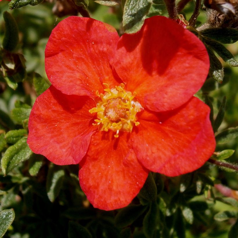 Potentille arbustive Red Lady (Flowering)