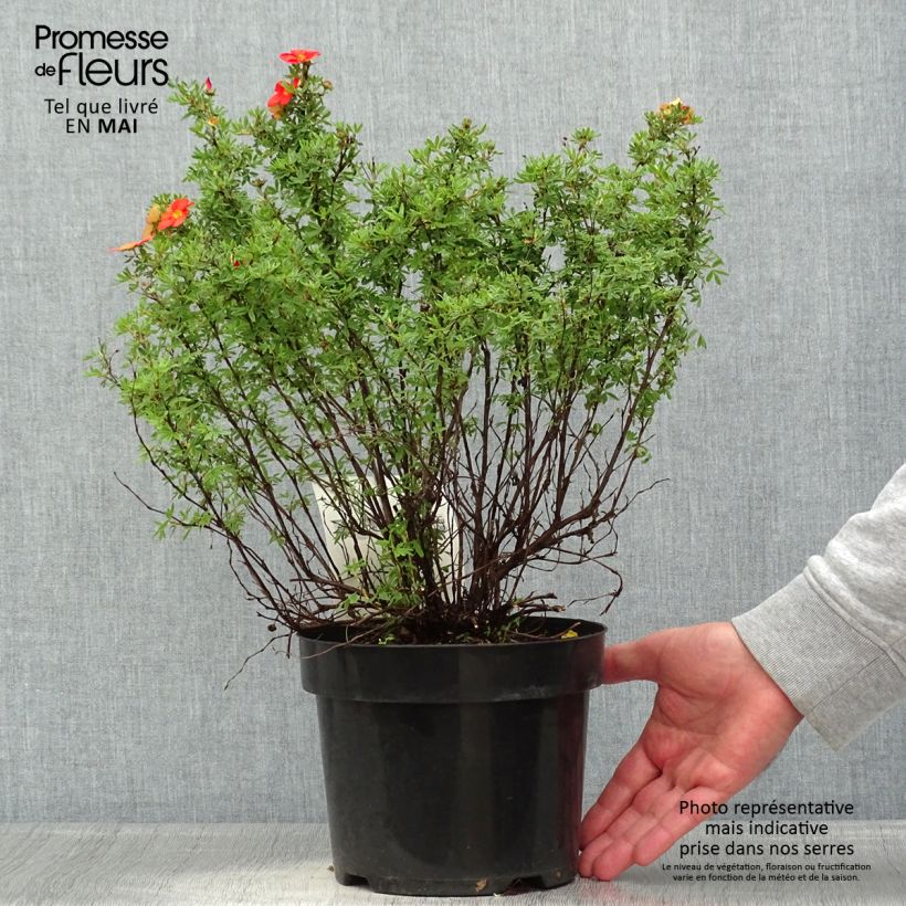 Example of Potentille arbustive Red Lady Pot de 2L/3L as you get in printemps