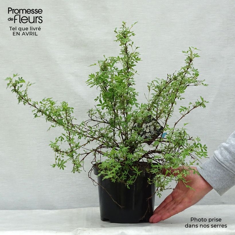 Example of Potentilla fruticosa Abbotswood- Potentille arbustive Pot de 2L/3L as you get in printemps
