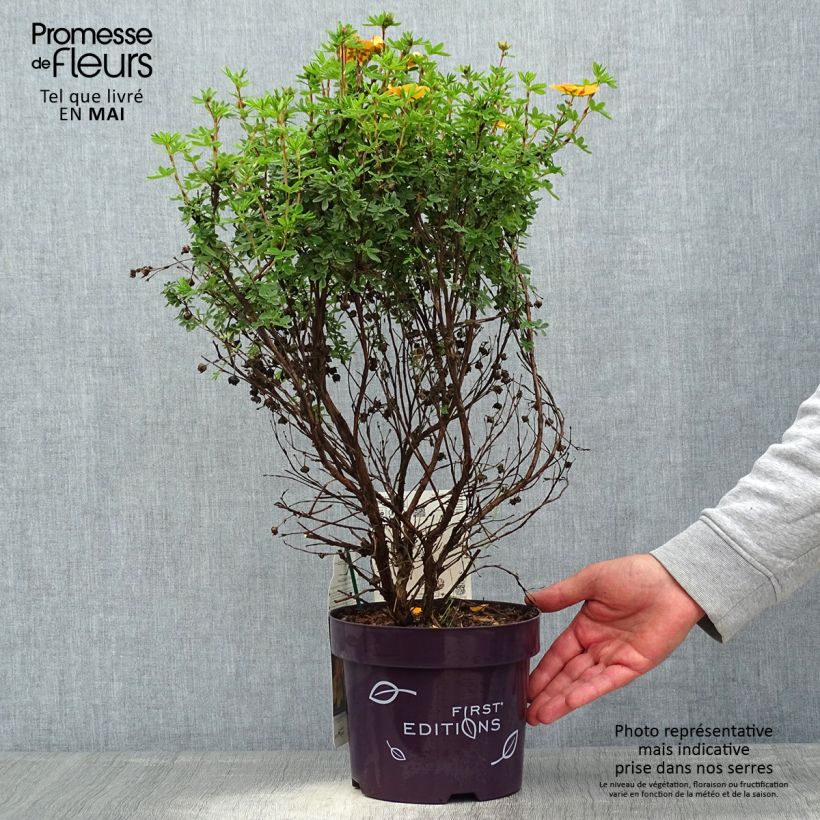 Spécimen de Potentilla fruticosa Mandarin Tango - Potentille arbustive Pot de 2L/3L tel que livré au printemps