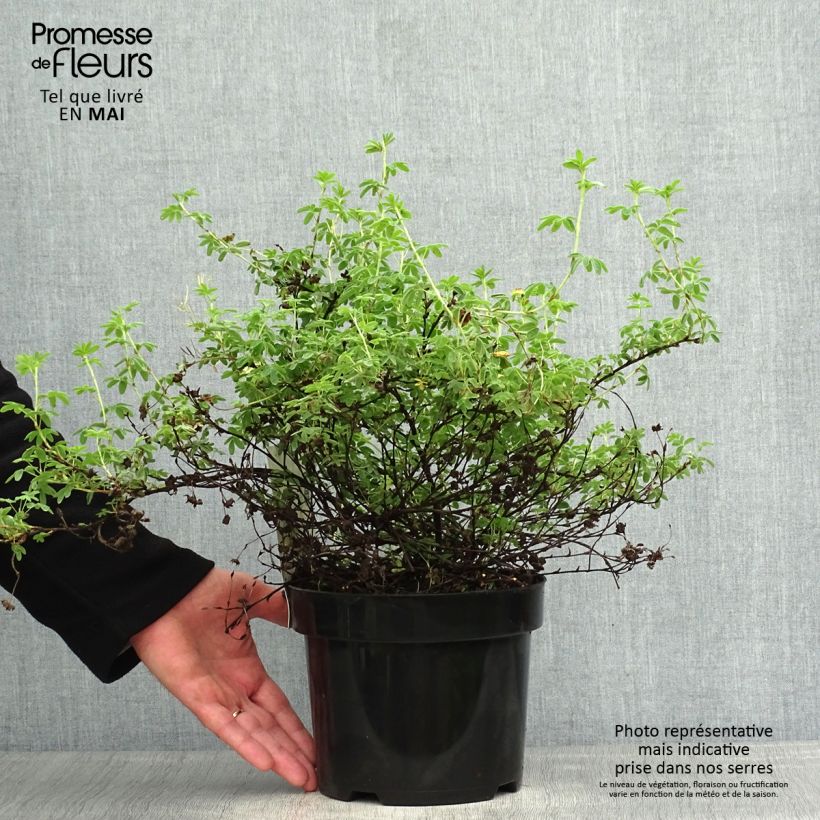 Example of Potentilla fruticosa Medicine Wheel Mountain - Potentille arbustive Pot de 2L/3L as you get in printemps
